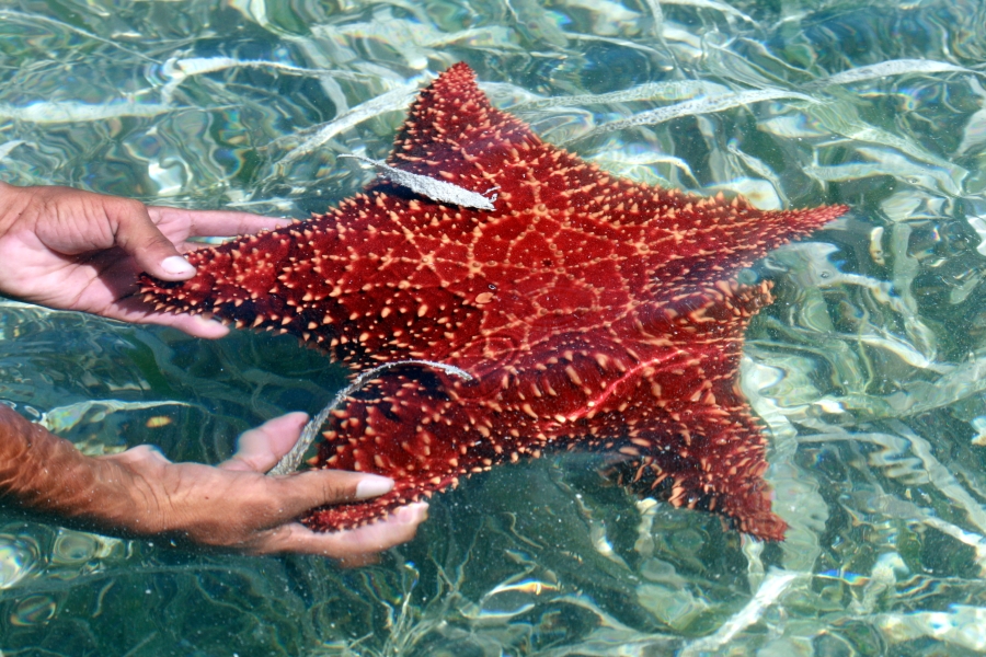And a Starfish