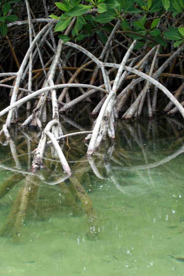 Mangrove Swamp
