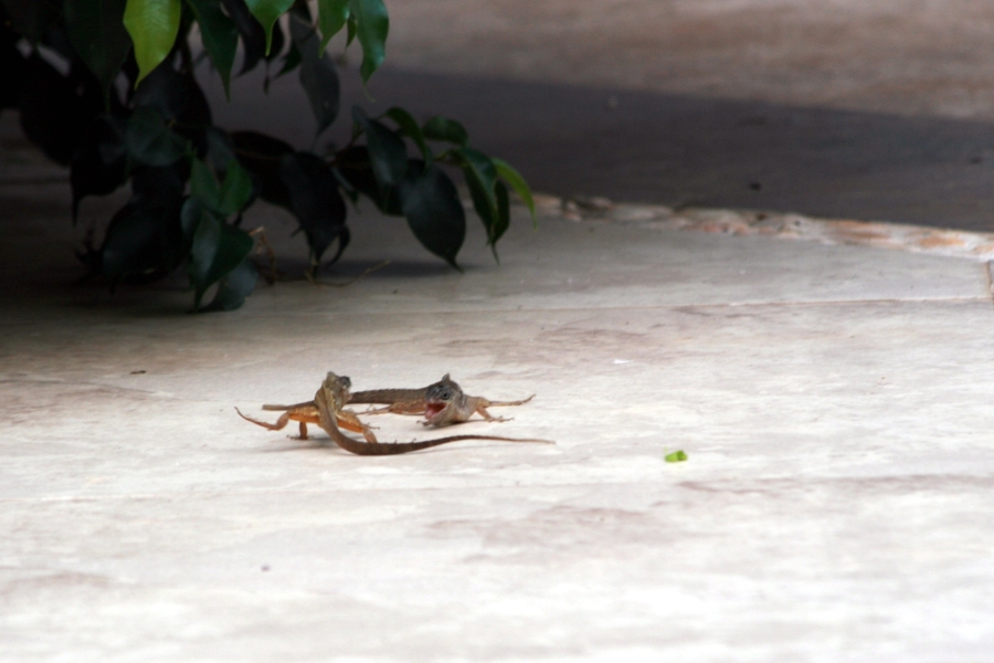 Observation Round