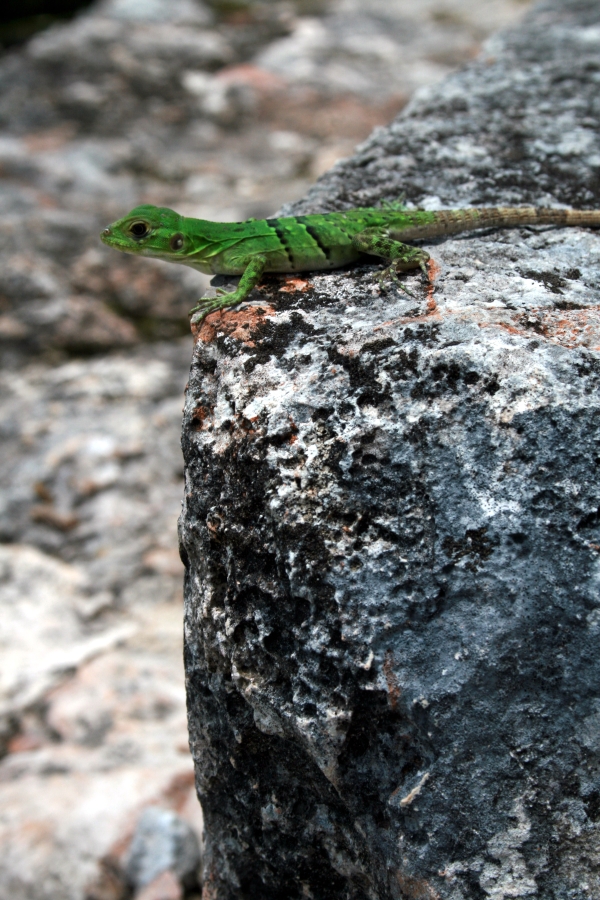 The Green One