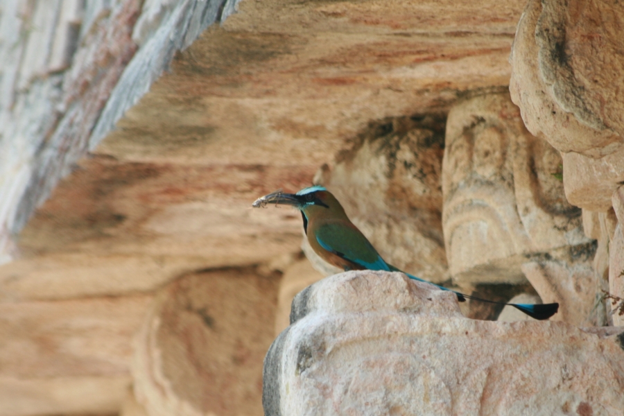 A Blue Bird