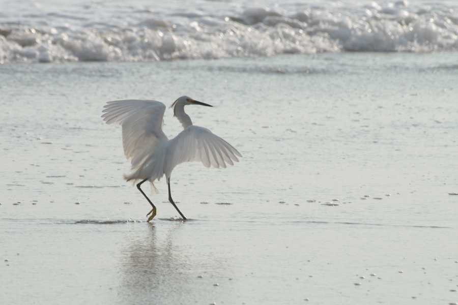 Dancing Little Egret