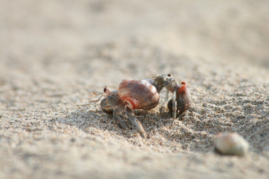 Hermit Crabs Playing