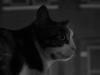 La nuit, tous les chats sont gris