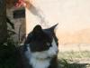 Huggy les bons toyaux