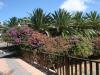 Bougainvilliers