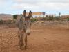 Donkey