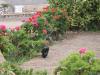 Cat N'Flowers