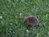 Hedgehog