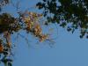 Fall