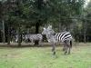 Bicephalous Zebra
