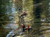 Colourful Ducks