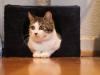 Cat's Home