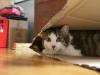Hide-and-Seek