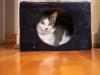 In the Box