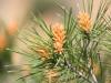 Fir Cone