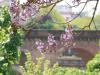 Flowers and Bridge