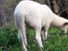 Grazing Lamb