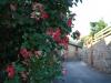Catalan Roses