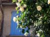 White Roses