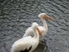 Londonian Menagerie  : Two Pelicans