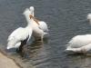 Londonian Menagerie  : Unkempt Pelicans