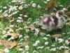 Londonian Menagerie  : Daisy Chick