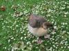 Londonian Menagerie : "Did you see what happened there ?"