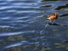 Londonian Menagerie  : Receding Duck