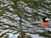 Londonian Menagerie : Ruddy Duck II