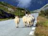 A Small Flock