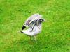 Baby Seagull