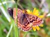 Just Another Butterfly