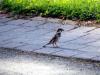 Sparrow