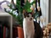 One Week with Akemi (2/7) : Duchess