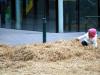 Playing In The Straw