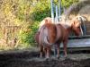Shetlands' Dinner