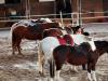 Poneys Alignment
