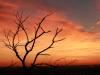 Shadow Puppet Tree