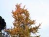 Automnal Tree