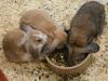 Dish Sharing