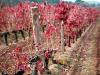 Red Vineyard