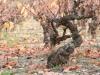 Vine