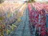 Two-Coloured Vinyard