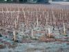 Frozen Vineyard