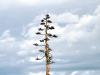 Strange Tree