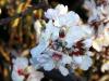 Almonds in Bloom