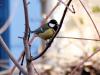 Great Tit
