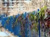 Blue Fence
