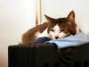 Akemi on the Heater